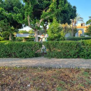 451949058_893071476183833_837054994437333591_n